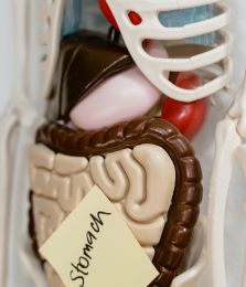 Cómo afecta el estrés al sistema digestivo