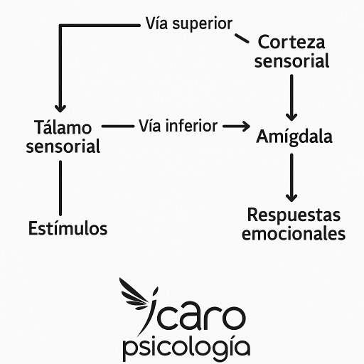 El cerebro emocional según Joseph LeDoux